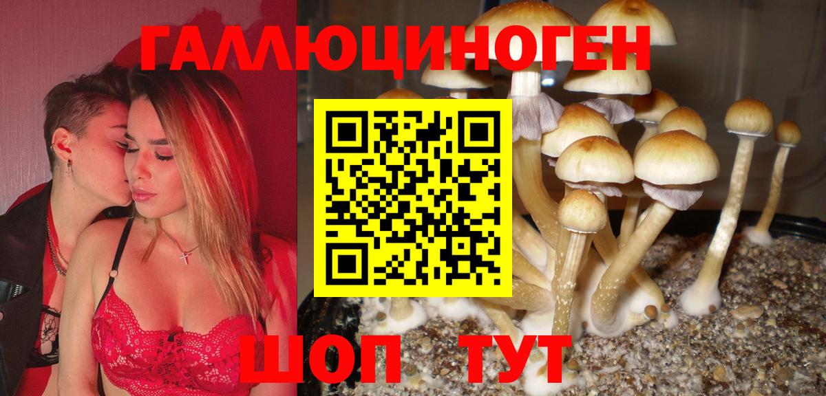 Галлюциногенные грибы Psilocybe Тихорецк